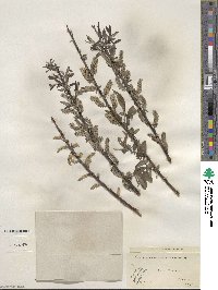 Salix sericea image