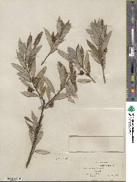 Salix sericea image