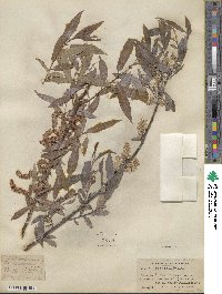 Salix sericea image