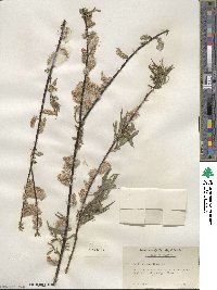 Salix sericea image