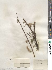 Salix sericea image