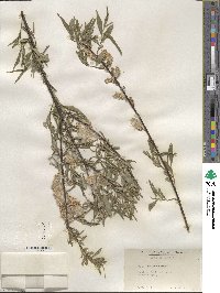 Salix sericea image