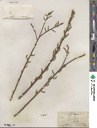 Salix sericea image