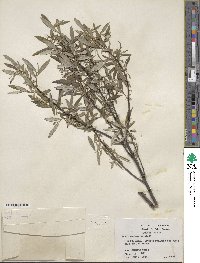 Salix sericea image