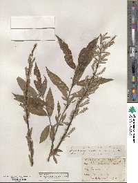 Salix sericea image