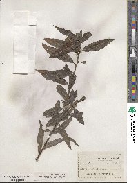 Salix sericea image