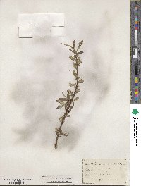 Salix sericea image