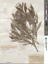 Salix sericea image