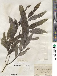 Salix sericea image