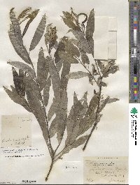 Salix sericea image