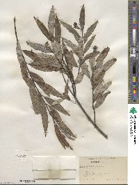 Salix sericea image