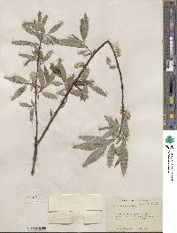 Salix sericea image