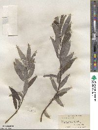 Salix sericea image