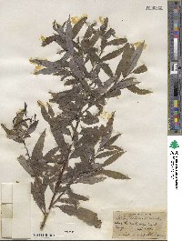 Salix sericea image