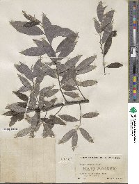 Salix sericea image