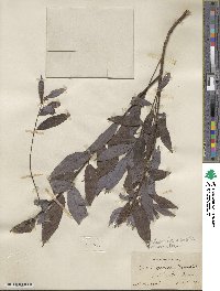 Salix sericea image