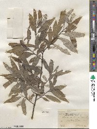 Salix sericea image