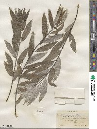 Salix sericea image