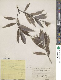 Salix sericea image