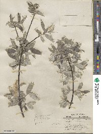 Salix sericea image