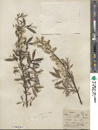 Salix sericea image