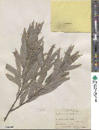 Salix sericea image