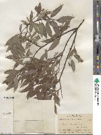 Salix sericea image