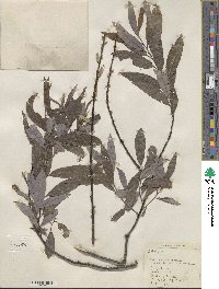 Salix sericea image