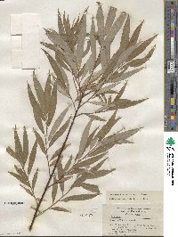 Salix sericea image