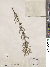 Salix sericea image