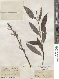 Salix sericea image