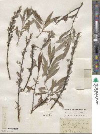 Salix petiolaris image