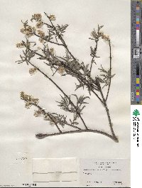 Salix sericea image