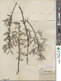 Salix sericea image