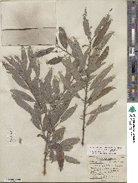 Salix sericea image