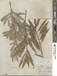 Salix sericea image