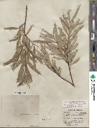 Salix sericea image