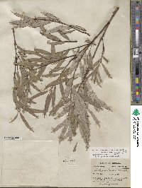 Salix sericea image