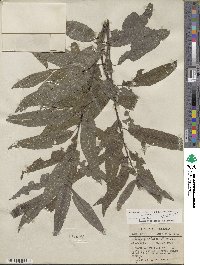 Salix sericea image