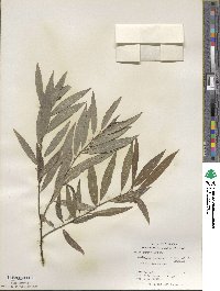 Salix sericea image