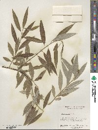 Salix sericea image