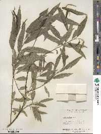 Salix sericea image