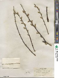 Salix sericea image