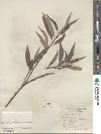 Salix sericea image