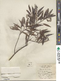 Salix sericea image