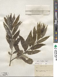 Salix sericea image