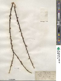 Salix sericea image