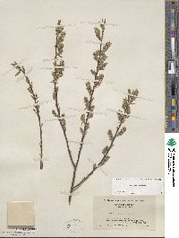 Salix sericea image