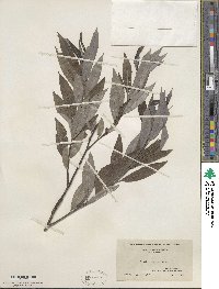 Salix sericea image