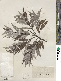 Salix sericea image